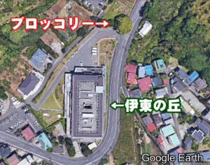 伊東の丘のブロッコリー