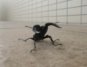 威嚇する ノコギリクワガタ 